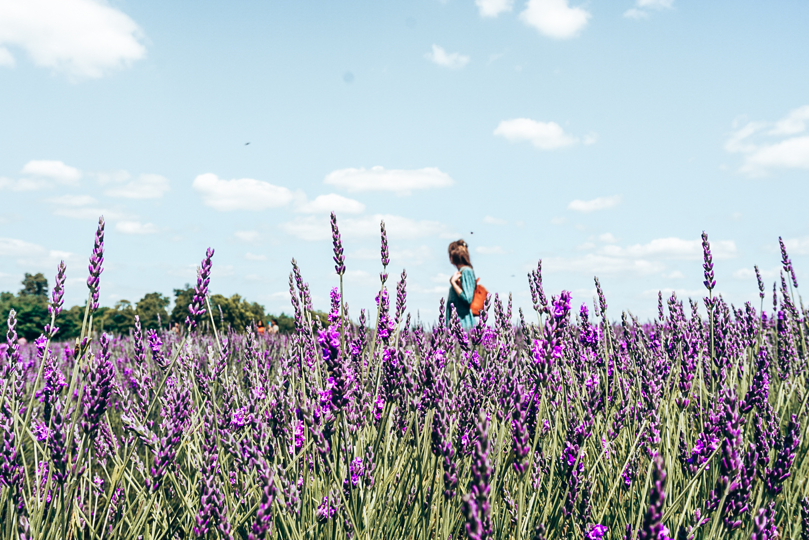 Mayfield Lavender Farm: A Sea of Purple